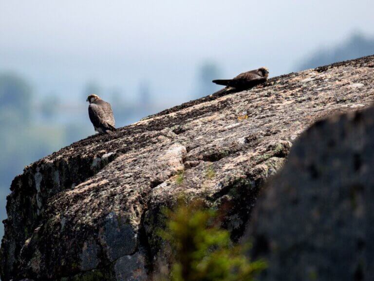 Peregrine falcons at Acadia National Park Peregrine falcons at Acadia National Park